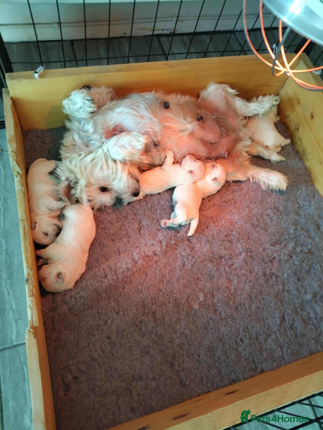 West Highland Terrier dogs for sale: West Highland Terrier Puppies - Advert 10