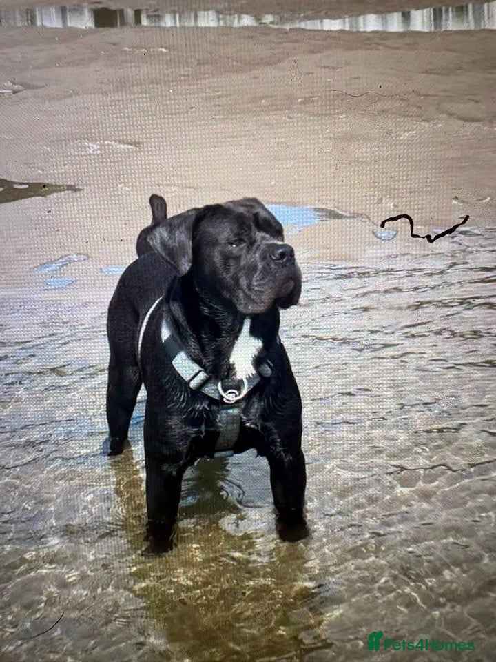 Cane Corso dogs Cane corso  - Advert 3
