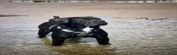 Cane Corso dogs for stud: Cane corso  - Advert 1