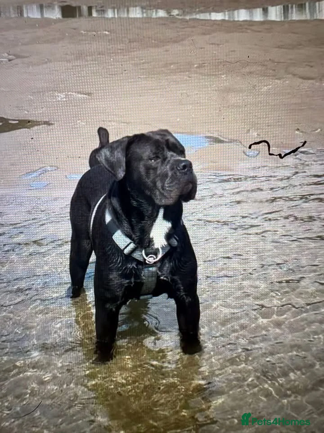 Cane Corso dogs for stud: Cane corso  - Advert 1