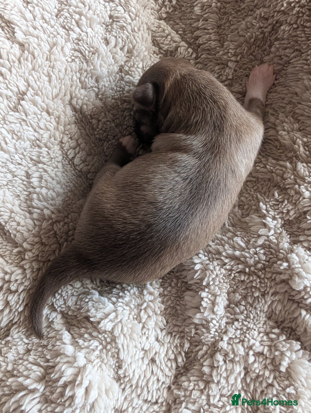 Chihuahua dogs for sale: Gorgeous Chihuahuas looking for their forever home - Advert 9