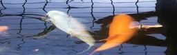 Golden Orfes fish for sale: Large Golden & Blue Orfe (30cm) + Goldfish - Advert 1