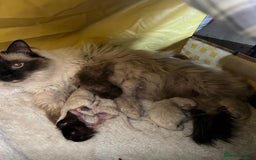 Ragdoll cats for sale: 1 sweet Ragdoll boy looks for a loving family  - Image 28