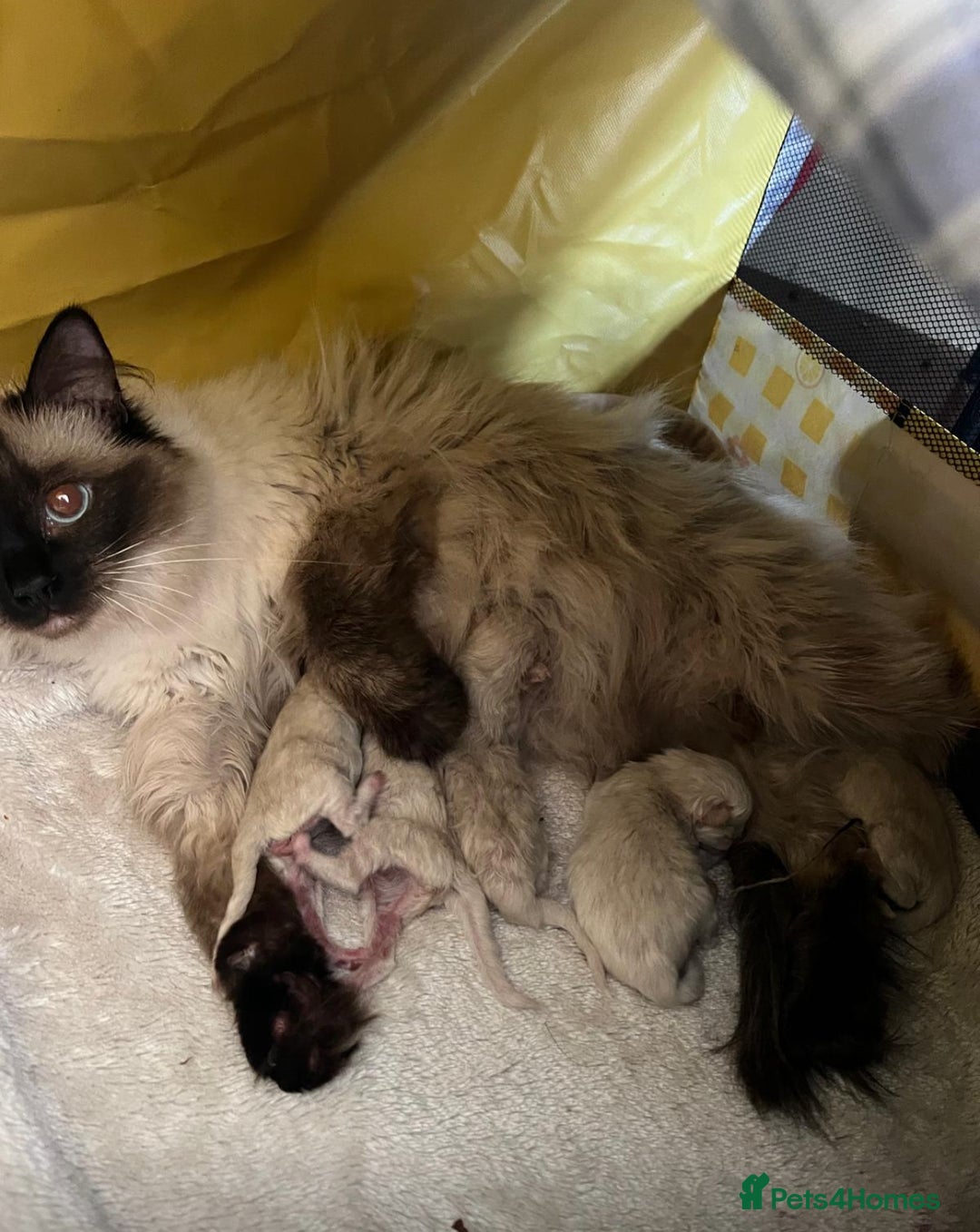 Ragdoll cats for sale: 1 sweet Ragdoll boy looks for a loving family  - Image 28