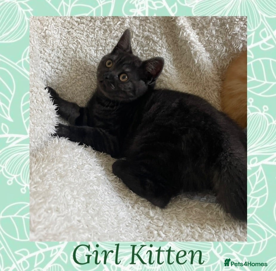 British Shorthair cats 🩷 British Shorthair Tabby Kittens *Ready Now* 💙 - Advert 2