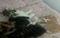 Mixed Breed cats for sale: 5 beautiful kittens  - Image 4