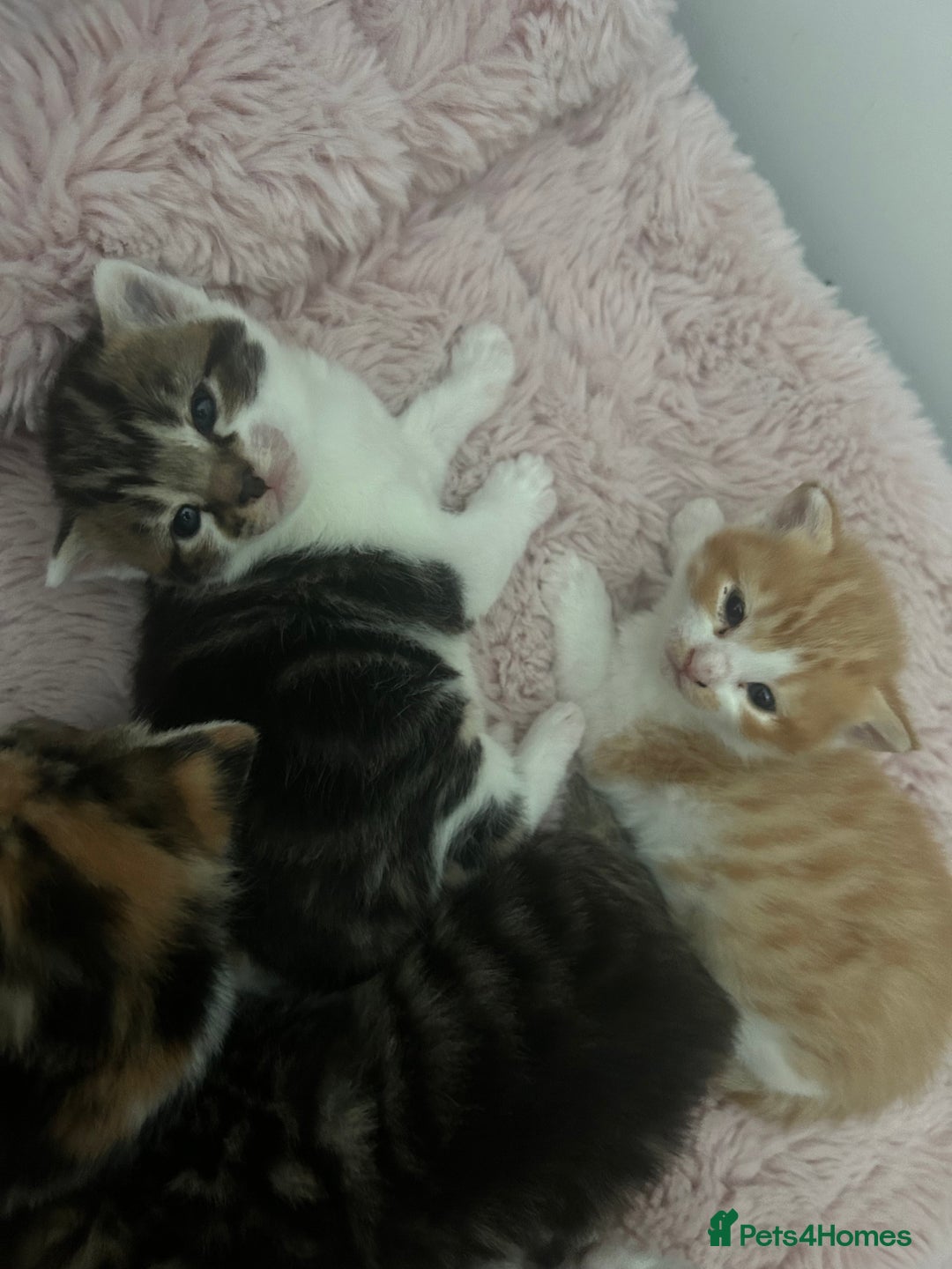 Mixed Breed cats for sale: 5 beautiful kittens  - Image 4