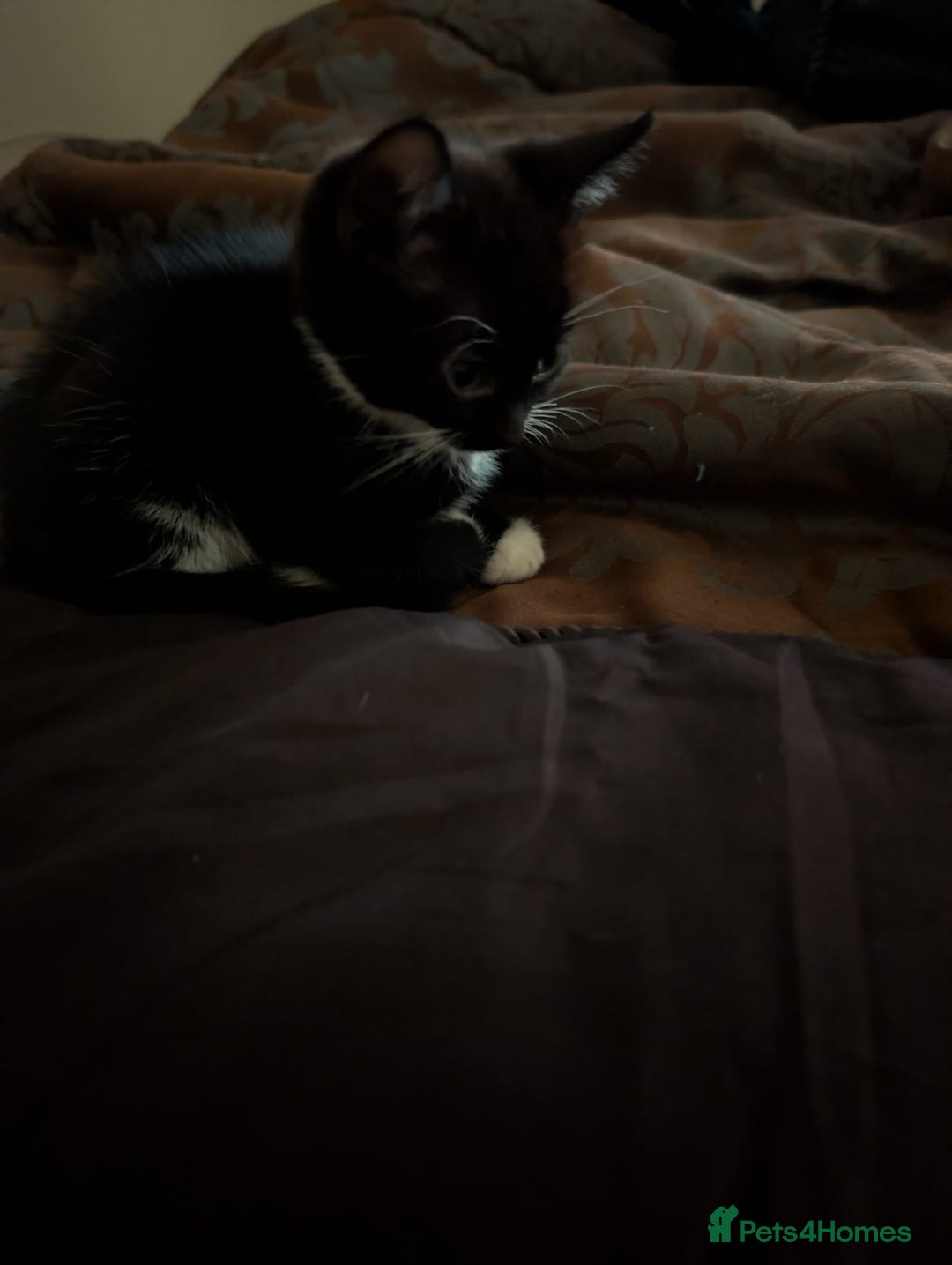 British Shorthair cats for sale: 2 male kittens ready for their new home - Advert 10