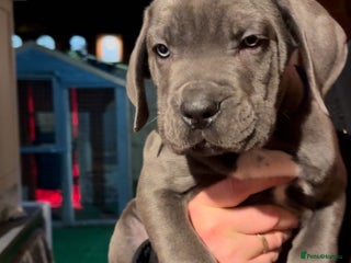 Cane Corso dogs 🏆 Pick of the litter female available! - Advert 1