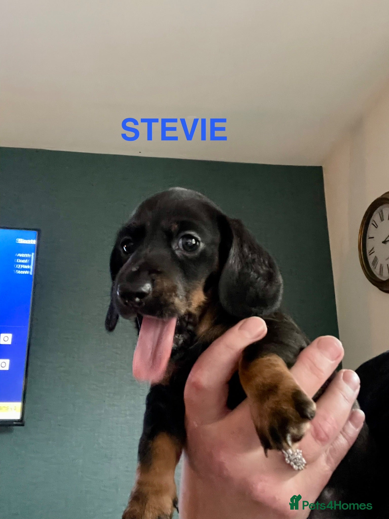 Miniature Dachshund dogs Miniature Dachshund KC Registered Puppies  - Advert 1