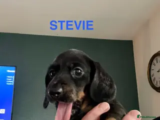 Miniature Dachshund dogs Miniature Dachshund KC Registered Puppies - Advert 1