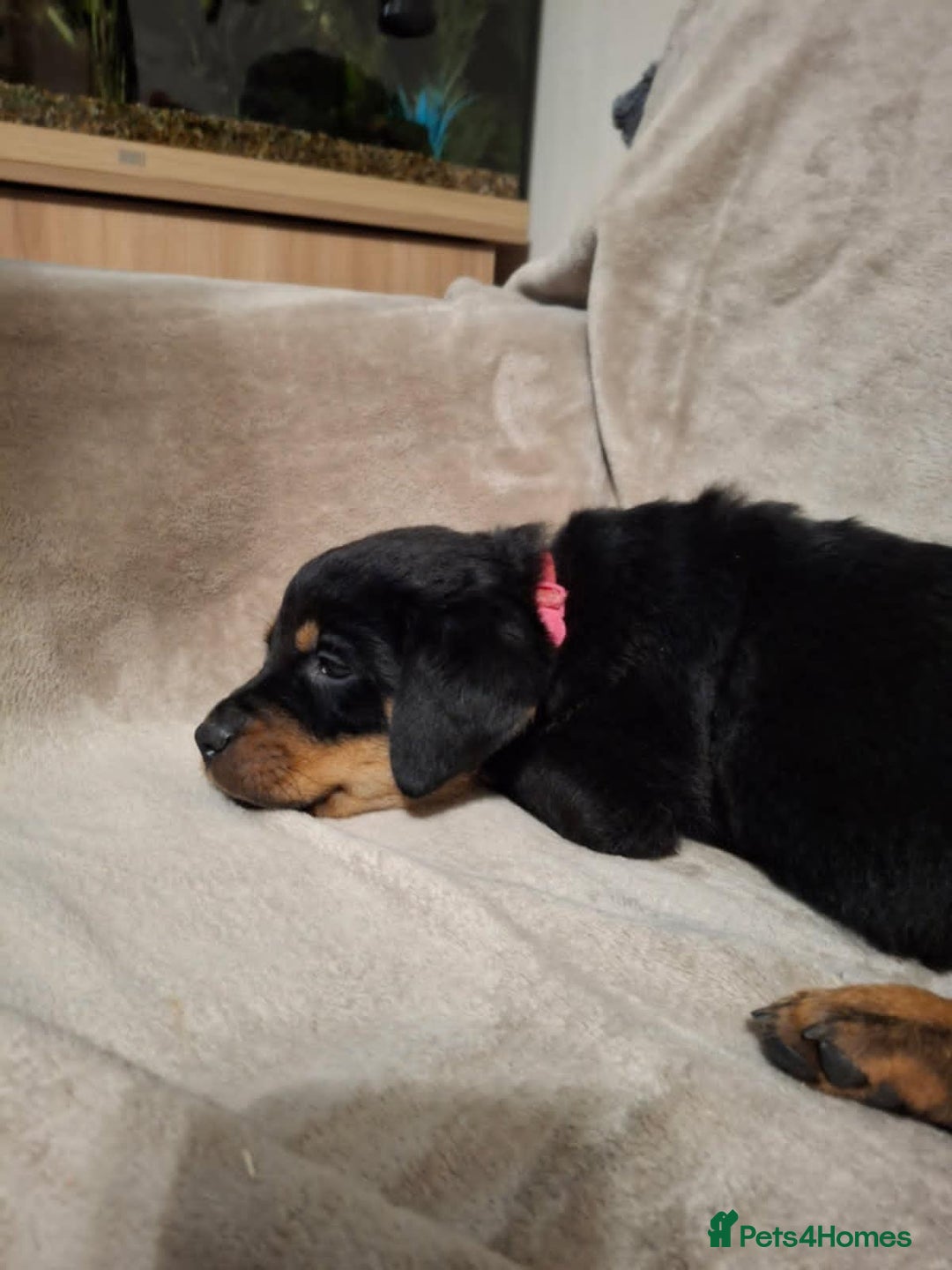 Rottweiler dogs for sale:  Beautiful Chunky Rottweiler puppies  - Image 11
