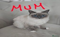 Mixed Breed cats for sale: Half ragdoll kittens - Image 3