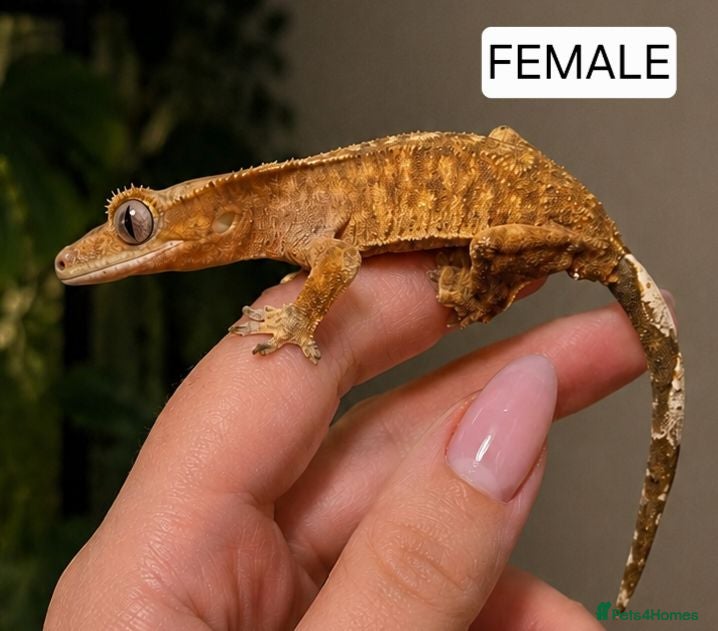 Gecko reptiles Crested Geckos  - Advert 17