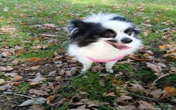 Mixed Breed dogs for sale: Papillon x pomeranian  - Image 3