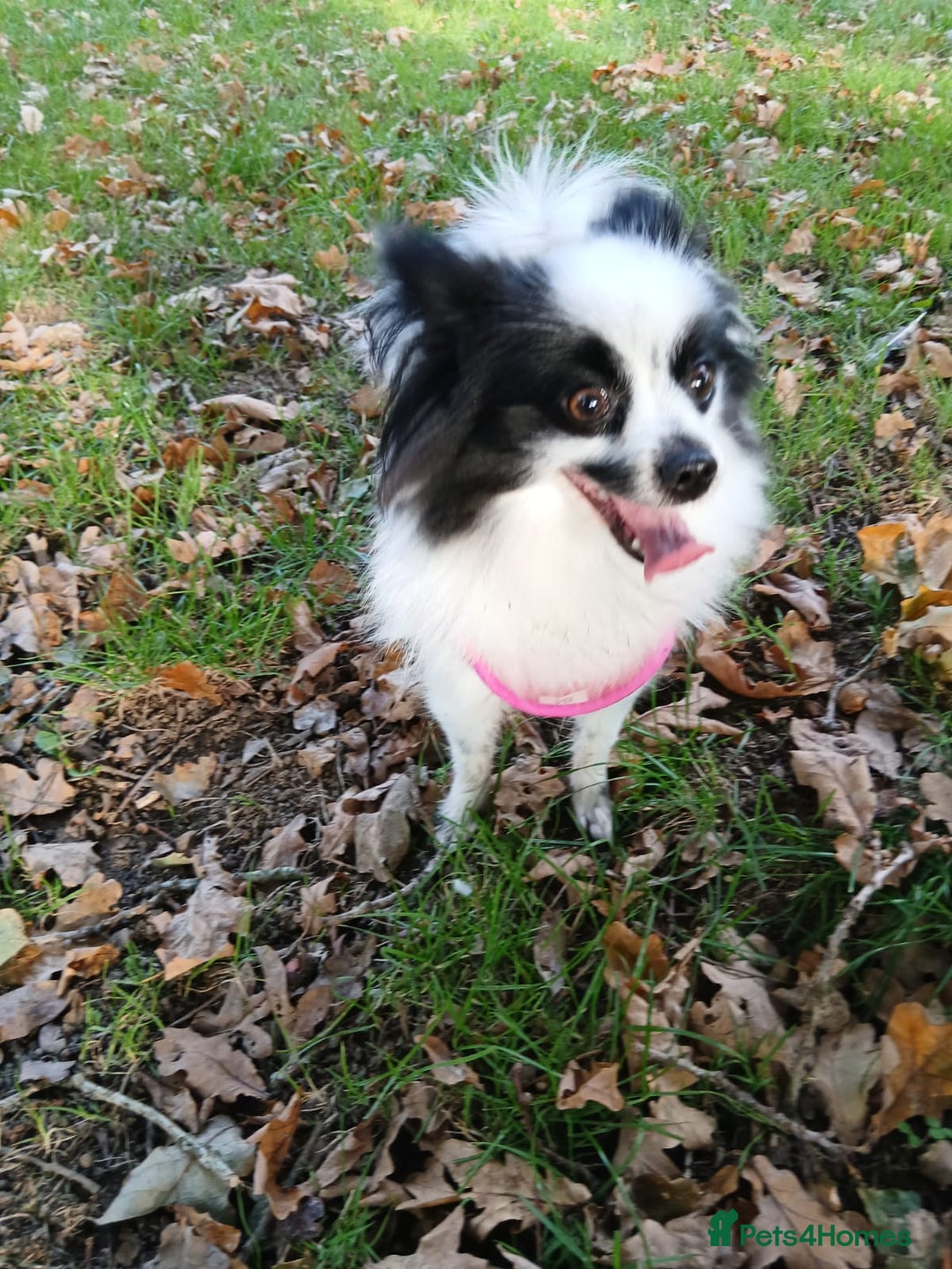 Mixed Breed dogs for sale: Papillon x pomeranian  - Image 3