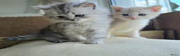 Mixed Breed cats for sale: Gorgeous Mix British short hair / toyger kittens - Advert 9