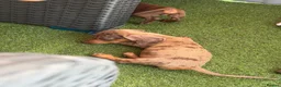 Miniature Dachshund dogs for sale: ⭐️Reduced⭐️6 beautiful miniature dachshund  - Advert 18