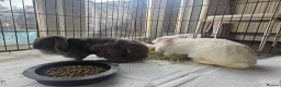 Mixed Breed rabbits for sale: 2 female rabbits for sale in Goole - Advert 6