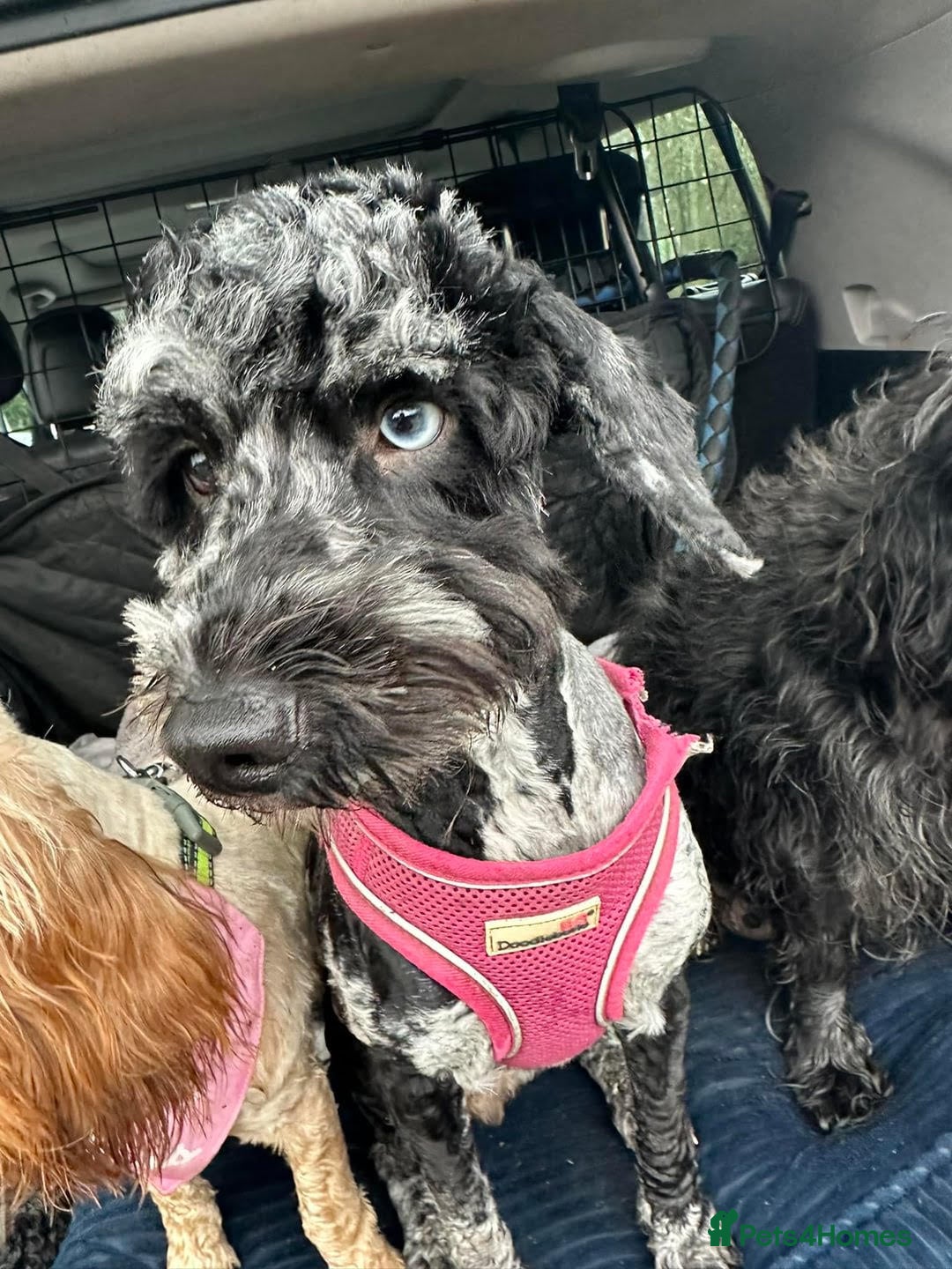 Cockapoo dogs for sale: READY NOW 5* F2B Merle Cockapoos - Image 12