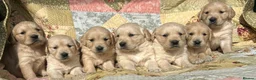 Golden Retriever dogs for sale: Golden Retriever Puppies Ready 13 April in Llandysul - Advert 22