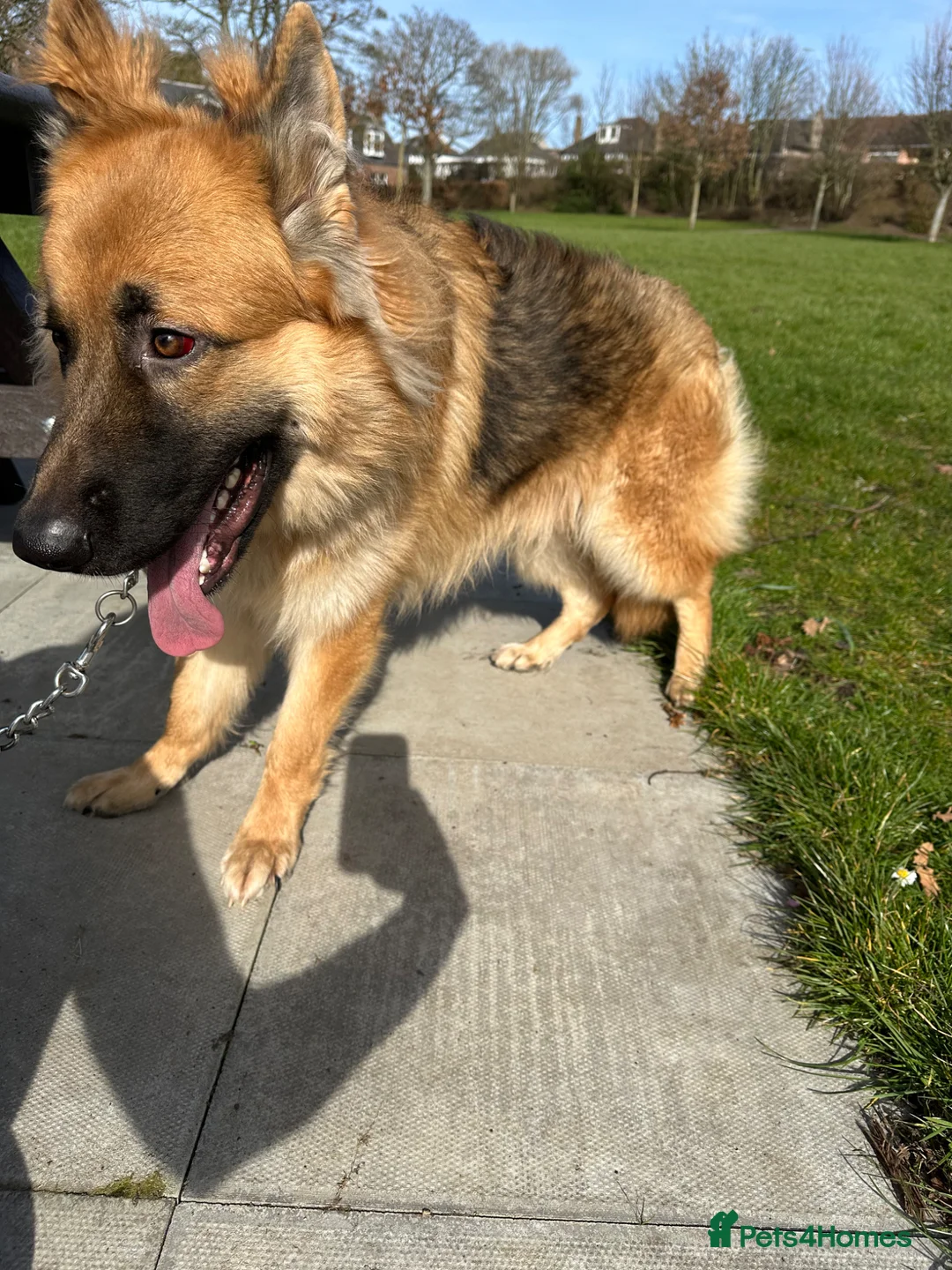 German Shepherd dogs for sale: German shepherd male pup kc reg - Advert 1