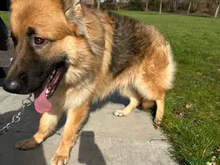 German Shepherd dogs German shepherd male pup kc reg - Advert 1