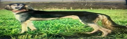 Lurcher dogs for sale: First cross saluki greyhounds  - Advert 27
