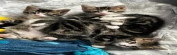Mixed Breed cats for sale: Three tabby kittens for sale, 2 boys and a girl - Advert 2