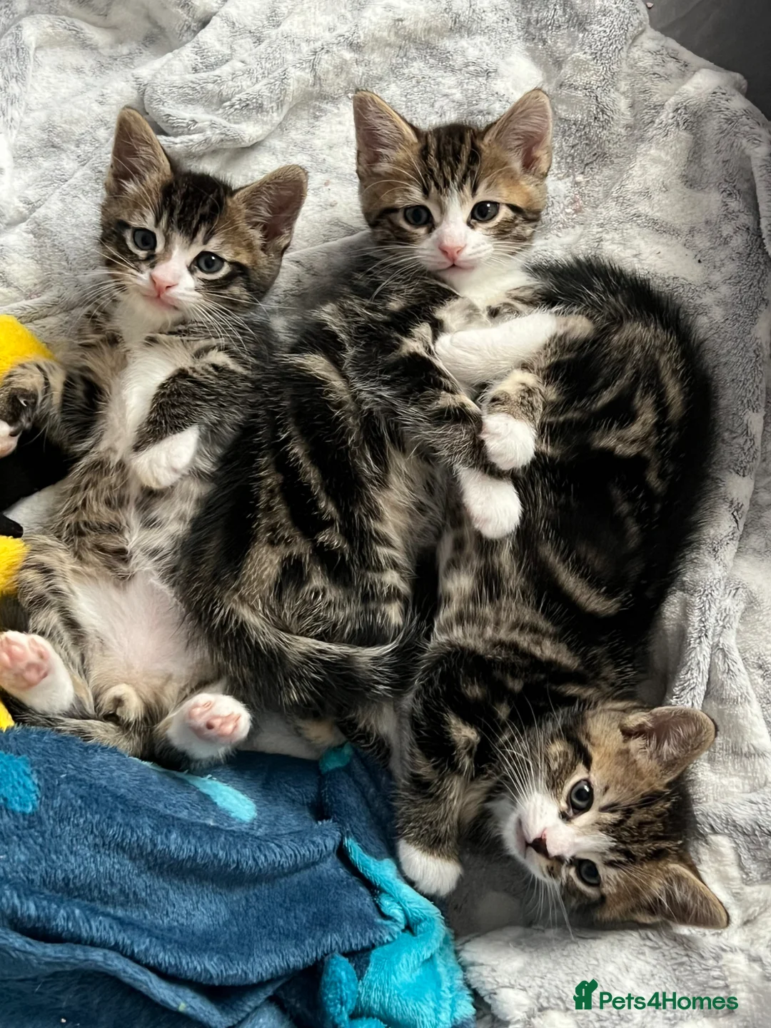 Mixed Breed cats for sale: Three tabby kittens for sale, 2 boys and a girl - Advert 2