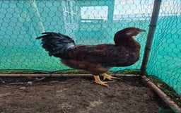 Chickens poultry for sale: 2 x large fowl wyandotte cockerals - Advert 3