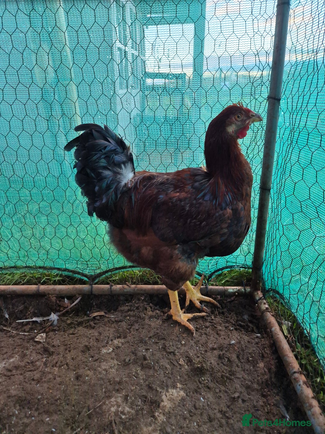 Chickens poultry for sale: 2 x large fowl wyandotte cockerals - Advert 3