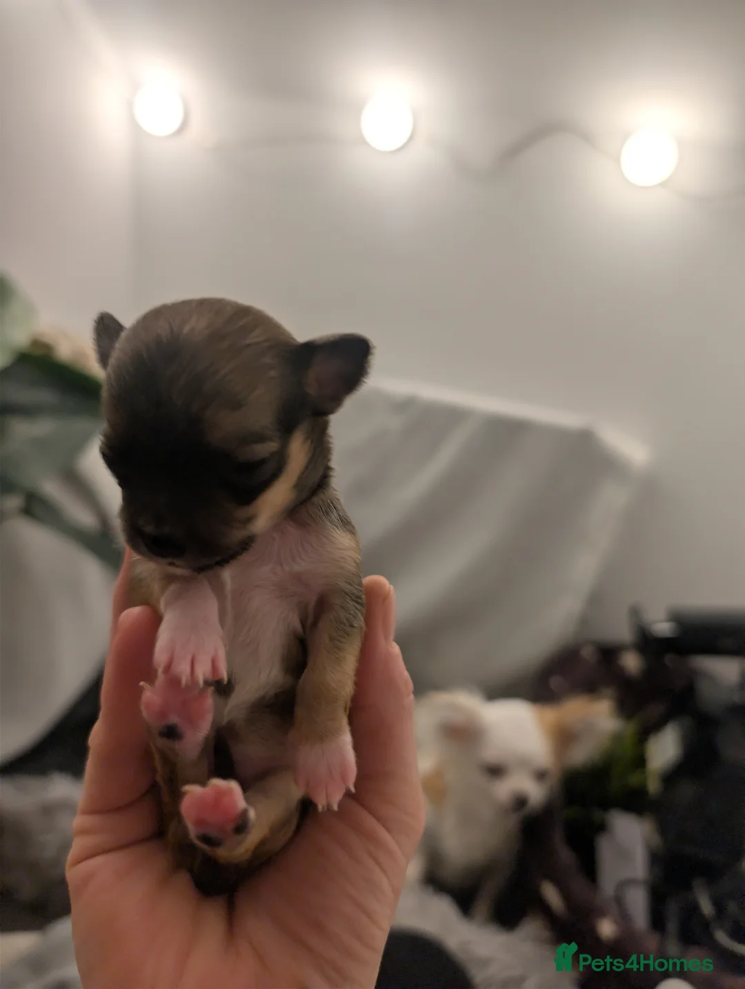 Chihuahua dogs for sale:  3 ABSOLUTELY GORGEOUS CHIHUAHUA PUPPIES FOR SALE - Advert 9
