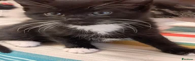 Mixed Breed Kitten 4