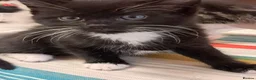Mixed Breed cats for sale: Very energetic full of love kittens in Ilford - Advert 5