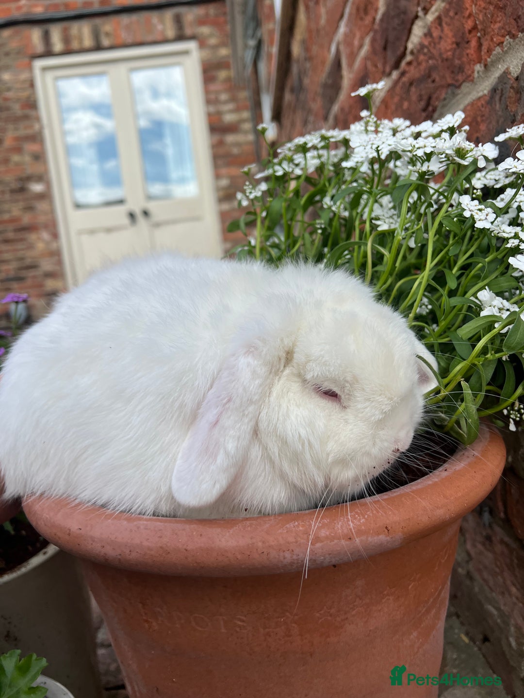 Mini Lop rabbits for sale: Lovely mini lop looking for his forever home!  - Image 2