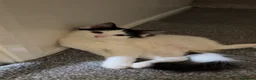 Mixed Breed cats for sale: Mother & Daughter Cats - Advert 5