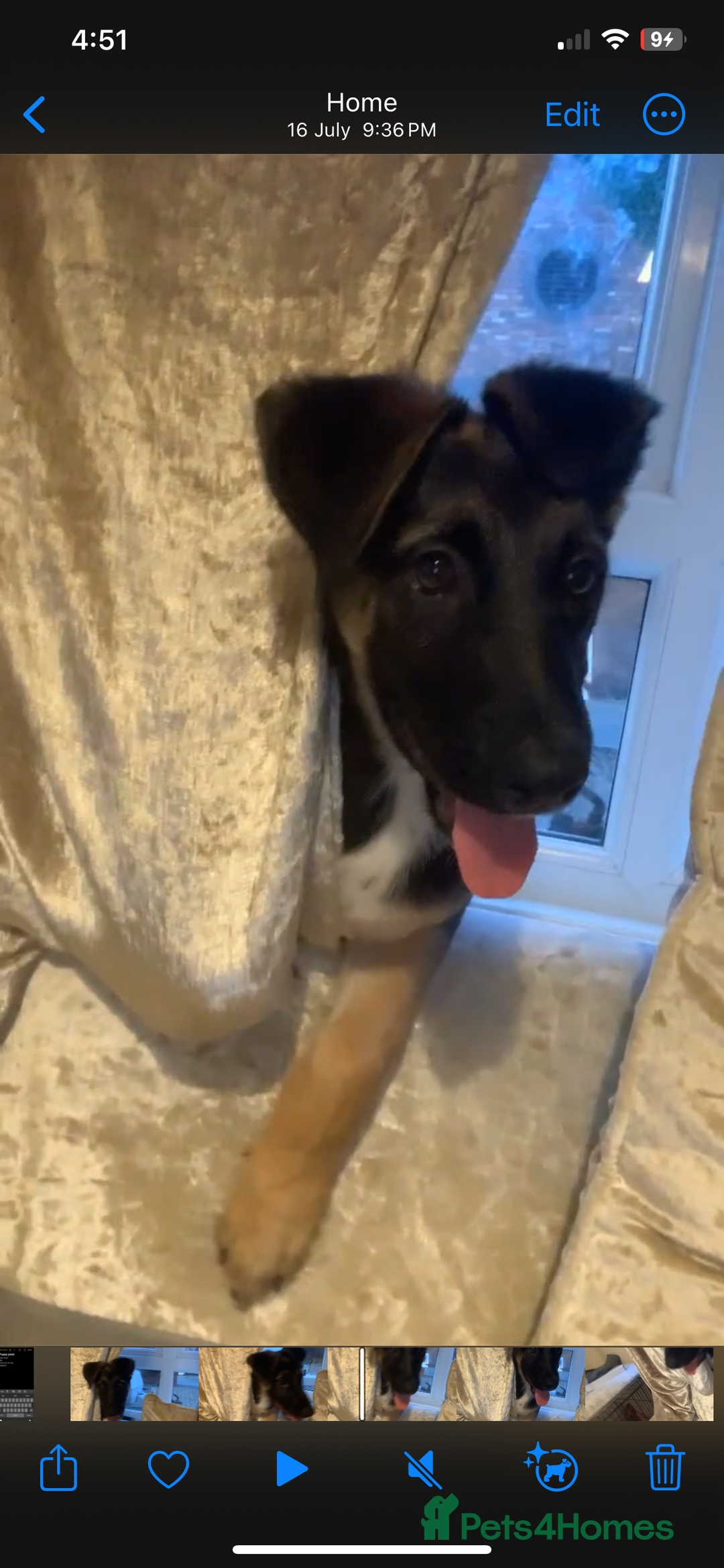 Mixed Breed dogs for sale: 5 month old GSD/akita mix  - Image 3