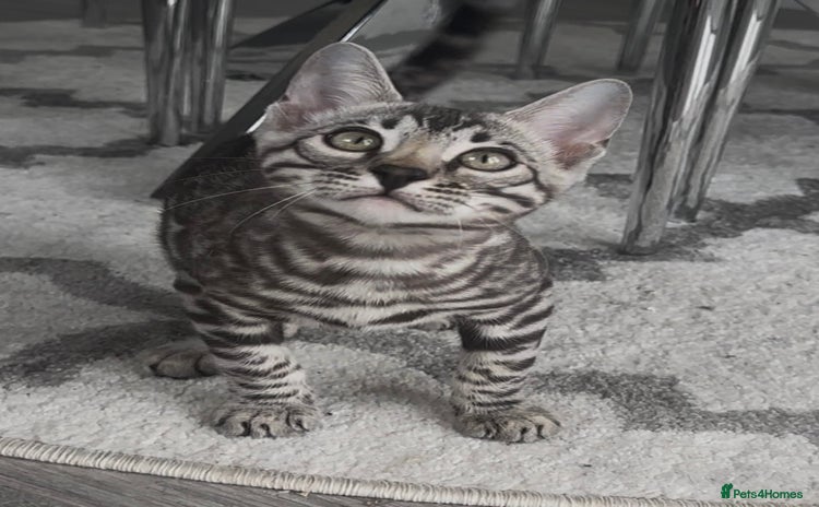 Bengal cats in Scunthorpe - Advert 4
