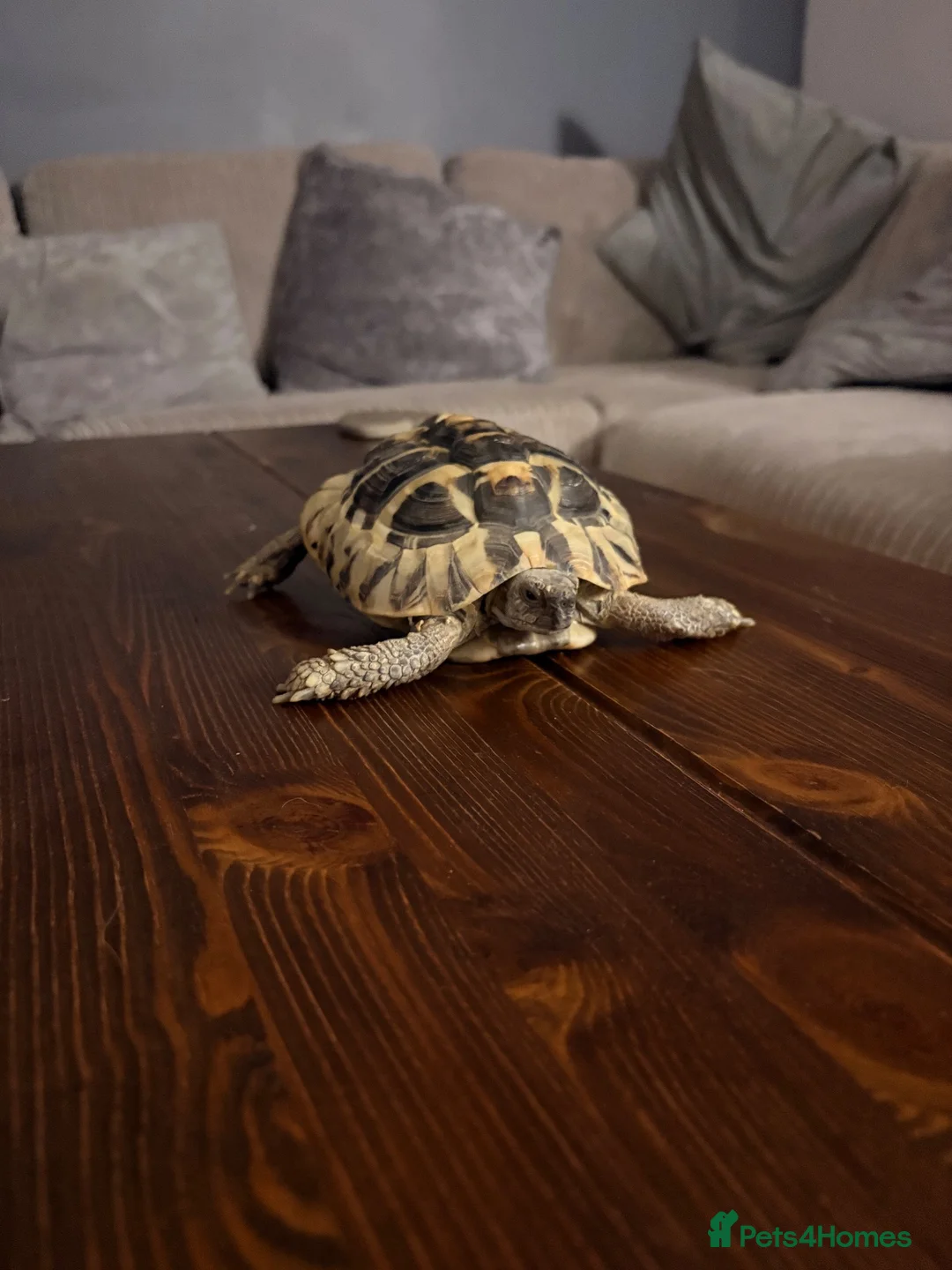 Tortoise reptiles for sale: Herman tortoise and horsefield tortoise  in Chard - Advert 2
