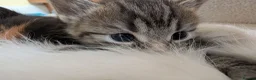 Mixed Breed cats for sale: Maine Coon x British Shorthair - Advert 13