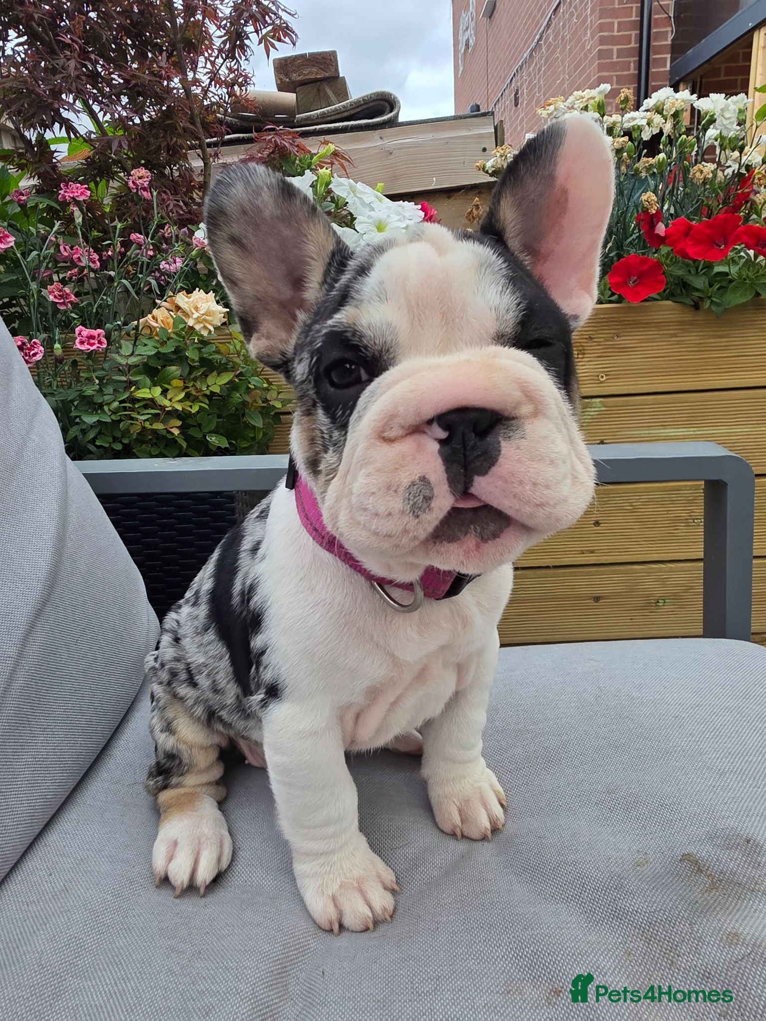 French Bulldog dogs Last girl ! French Bulldog  - Advert 8
