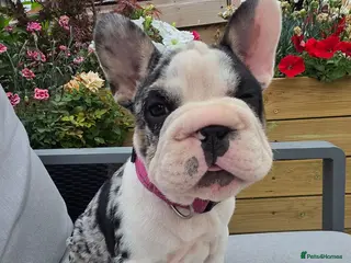 French Bulldog dogs Last girl ! French Bulldog - Advert 8