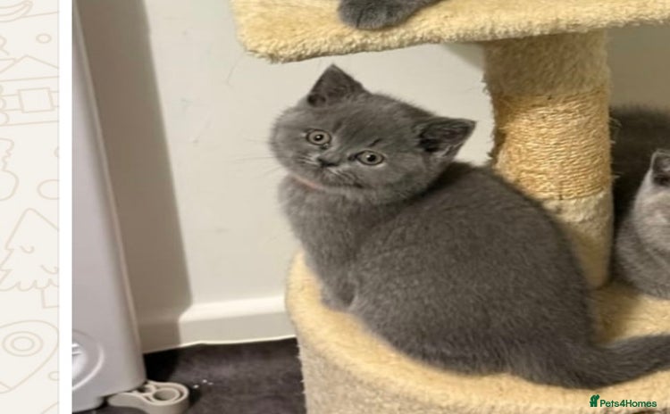 British Shorthair cats Stunning BSH furry babies one female available  - Advert 9