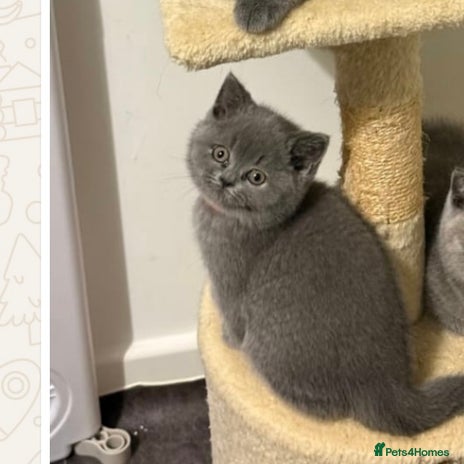 British Shorthair cats Stunning BSH furry babies one female available - Advert 14