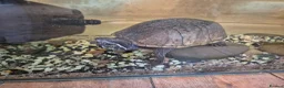Terrapin reptiles for sale: Musk terrapin and tank for free - Advert 1