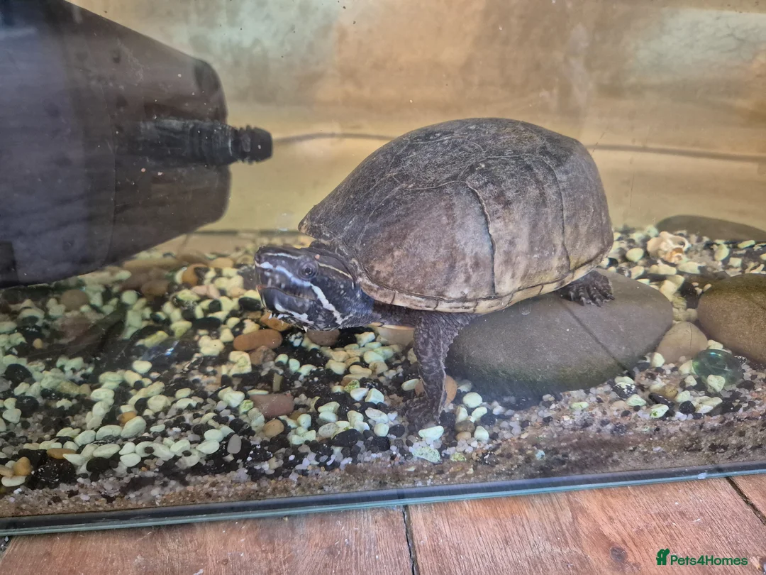 Terrapin reptiles for sale: Musk terrapin and tank for free - Advert 1