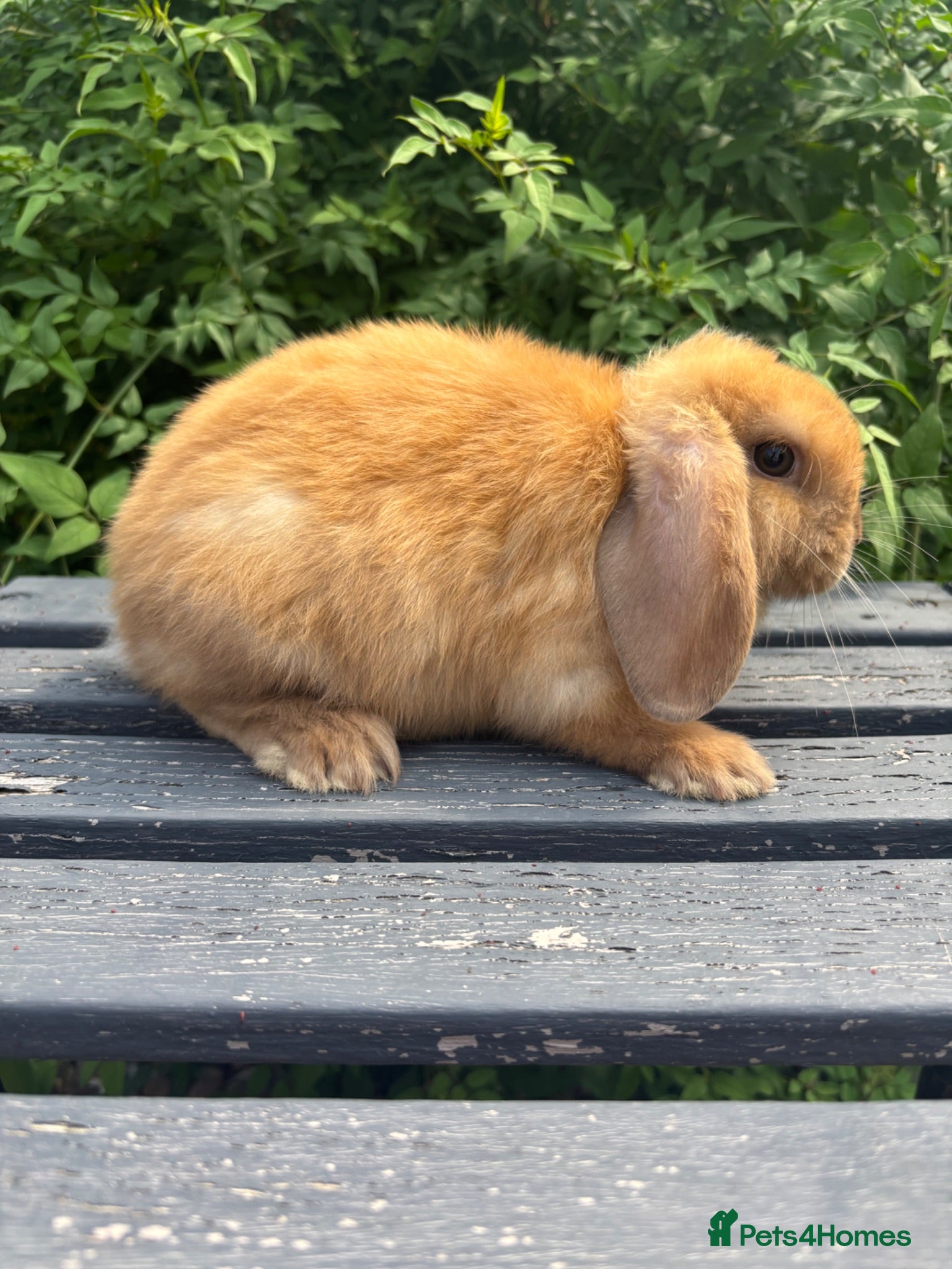 Mini Lop rabbits Mini lop / Mini lop cross orange / black bunnies - Advert 2