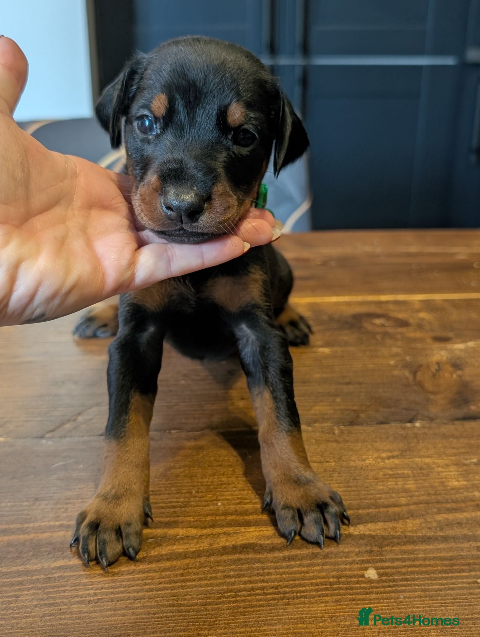 Dobermann dogs European doberman puppies  - Advert 7