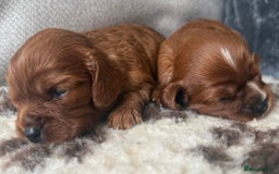 Cavalier King Charles Spaniel dogs for sale: K C registered Ruby Cavaliers - health tested  - Image 5